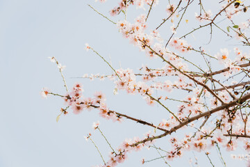 A field of blossoming almond trees. Cherry blossom. Blues sky.