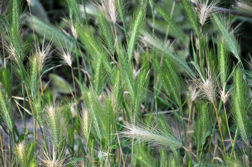 Wild barley (Hordeum murinum) grows in nature