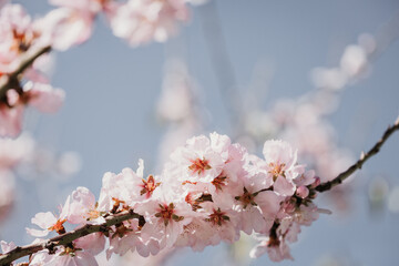 A field of blossoming almond trees. Cherry blossom. Blues sky.