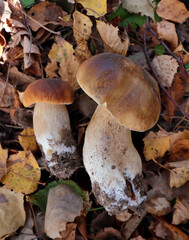 Edible porcini mushrooms close-up. Autumn gift. 