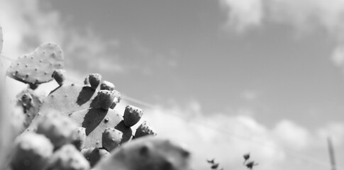 Prickly pear cactus close up with blurred foreground in black and white.