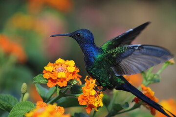 Fototapeta premium scissor-hummingbird in the field