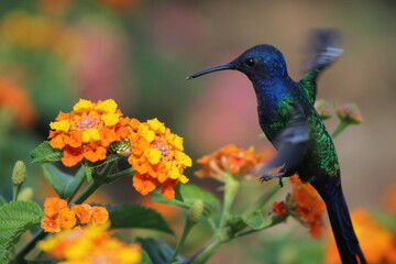 scissor-hummingbird in the field