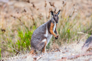 Yellow-footed rock-wallaby, Petrogale xanthopus, in his natural environment in Warren Gorge the Flinders Ranges South Australia near the town of Quorn