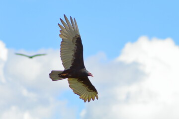 red headed vulture flying against blue sky