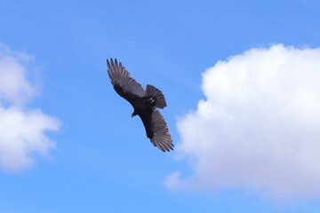 red headed vulture flying against blue sky