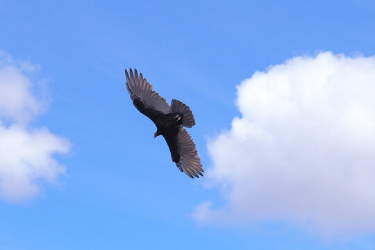 Red Headed Vulture Flying Against Blue Sky