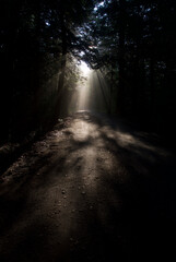Obraz premium Light through the Trees