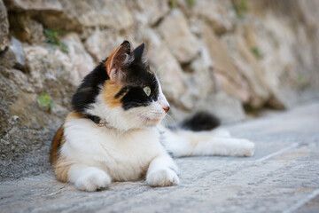 Straßenkatze in Kroatien