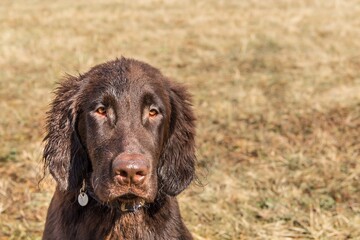 Retriever puppy head. Brown flat coated retriever puppy. Dog's eyes. Hunting dog in the meadow.