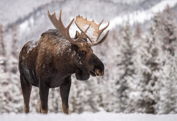 Moose in snow in Jasper National Park, Canada