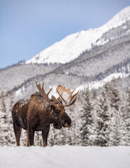 Moose in snow in Jasper National Park, Canada