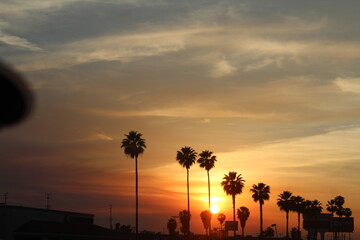 gelber Sonnenuntergang hinter Palmen