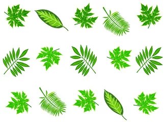 Fotobehang Tropische bladeren Tropical leaves on a plain white background. Pattern. Vector illustration. Green tropical leaves hand-drawn.