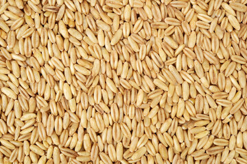 Oat grains background 