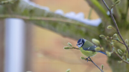Blue tit in a tree