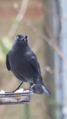 Crow on a perch