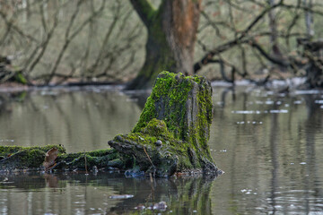 Baumstamm im Wasser