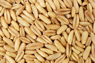 Oat grains background 