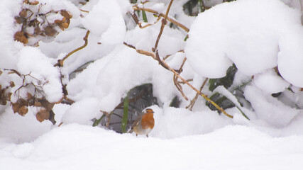 Robin in the snow