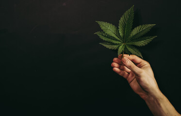 Dirty Male hand with cannabis leaf on black background. Marijuana cultivation. Copy space