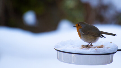 Robin feeding