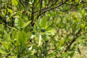 Fototapeta na wymiar A small bergamoteira in the garden.