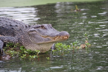 crocodile dans les bayou