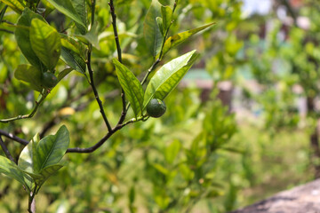 A small bergamoteira in the garden.