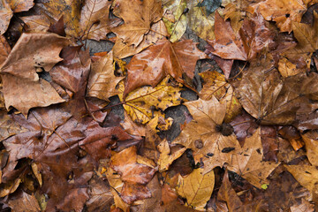 autumn leaves background