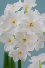 Naklejka na ściany i meble White paperwhite narcissus bulb flowers forced in winter