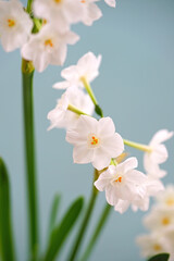 White paperwhite narcissus bulb flowers forced in winter