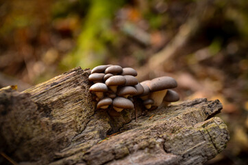 mushrooms on a tree