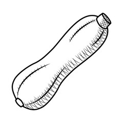 zucchini vegetable icon, sketch style