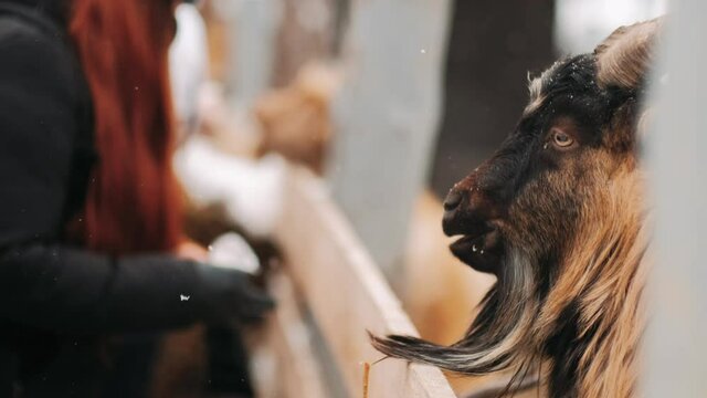Goat in winter in the pen. The goat looks into the camera. Farm. Goat on the farm. Close-up. The goat looks around