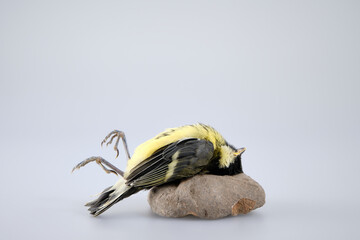 Dead great tit, isolated and lying on a stone on its back in the studio