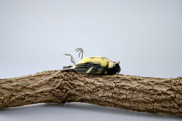 Dead great tit, isolated and lying on its back on a branch in the studio