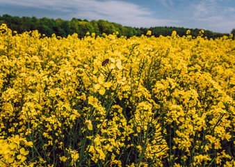 Obraz premium Honeybee and rapeseed flowers field