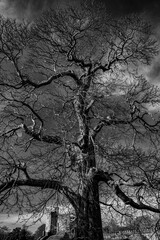 Old tree in Cardiff Castle grounds, Wales