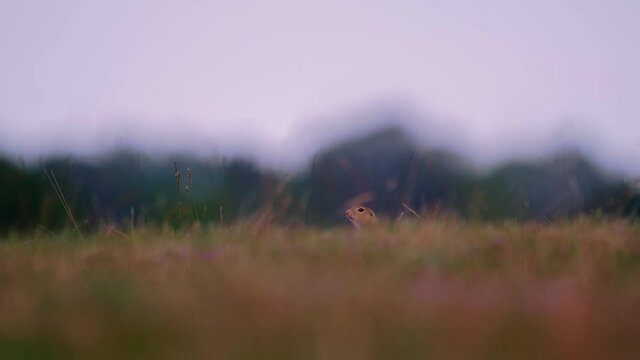 European ground squirrel - Spermophilus citellus on meadow