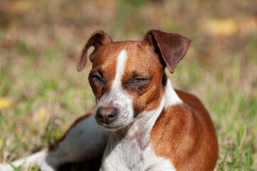 An adopted dog who has been abused