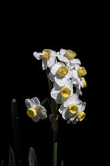 Fototapeta na wymiar daffodil in bloom in the garden with dark background