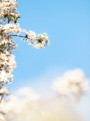 Weiße Kirschblüte im Frühling - 415259743