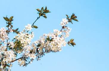 Weiße Kirschblüte im Frühling - 415259788