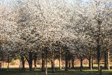 Weiße Kirschblüte im Frühling - 415259915