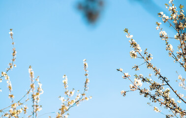 Weiße Kirschblüte im Frühling - 415259981