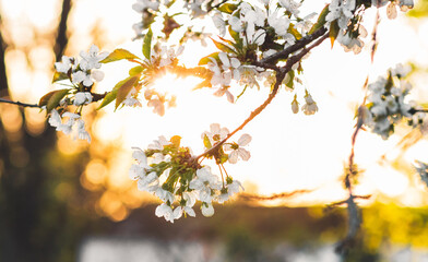 Weiße Kirschblüte im Frühling - 415260151