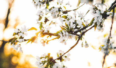 Weiße Kirschblüte im Frühling - 415260178