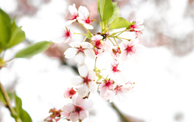 Weiße Kirschblüte im Frühling - 415260318