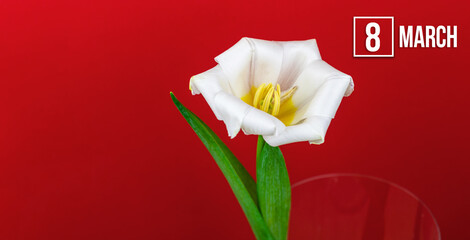 March 8 spring holiday background with white tulip flower and calendar date, macro floral, banner size and copy space composition